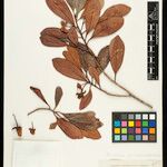 Ternstroemia subcaudata autre