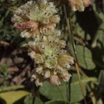 Eriogonum pyrolifolium Цветок