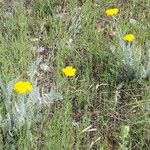 Achillea clypeolata Habit