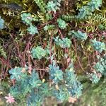 Euphorbia capitulata Hoja