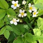 Fragaria moschata Flower