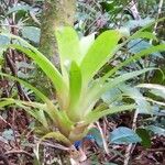 Vriesea heliconioides Leaf