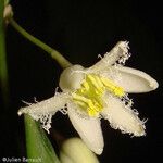 Eustrephus latifolius Květ