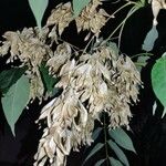 Ailanthus altissima Froito