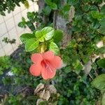 Barleria repens Flor