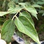 Jasminum auriculatum Leaf
