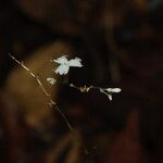 Gymnosiphon longistylus Flor