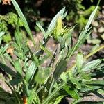 Gazania rigens var. uniflora x linearis Deilen