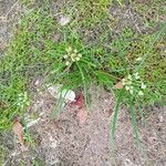 Cyperus luzulae Leaf