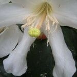 Rhododendron konori 花