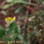 Medicago rigidula Mosusu