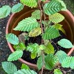 Carpinus caroliniana Leaf