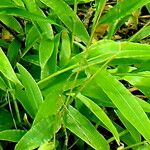 Centotheca lappacea Hoja