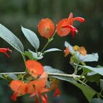 Holmskioldia sanguinea Flower
