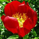 Paeonia peregrina പുഷ്പം