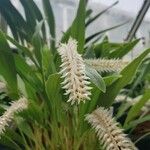 Dendrochilum glumaceum Flower