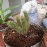 Cleistocactus winteri 花