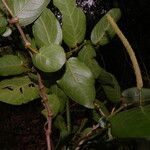 Piper tuberculatum Цвят