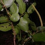 Piper tuberculatum Flor