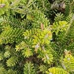 Abies koreana Blad