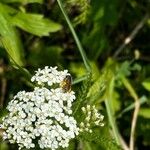 Achillea nobilisFlower