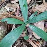 Dracaena arborea Hoja