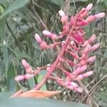 Alpinia purpurata പുഷ്പം