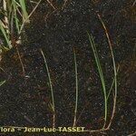 Carex chordorrhiza 形態