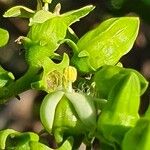 Vangueria madagascariensis Otro