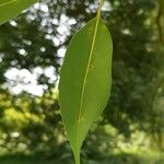 Quercus myrsinifolia ഇല