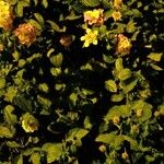 Lantana camaraKora