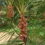 Pinus koraiensis Kvet