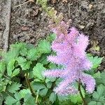 Astilbe rubra 花