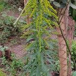 Solidago chilensis Feuille