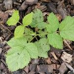 Rubus camptostachys Folha