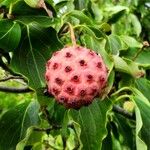 Cornus kousa Frukt