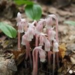 Monotropa uniflora Rusca