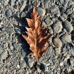 Quercus cerris Leaf