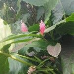 Alpinia purpurata Flower