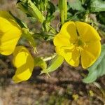 Oenothera parvifloraFlower