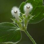 Acanthoprasium frutescens Flor