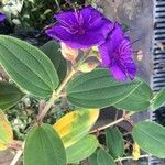 Tibouchina urvilleana Blomst