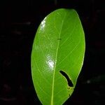 Hymenopus operculipetalus Leaf