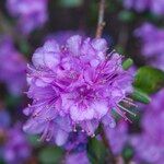 Rhododendron dauricum Flower