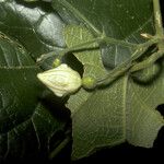 Selysia prunifera फूल