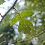 Crataegus x subsphaerica Leaf