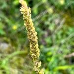 Cynosurus cristatus Fruit