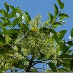 Polyscias cissodendron 形態
