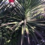 Yucca desmetiana