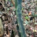 Hylocereus trigonus 葉